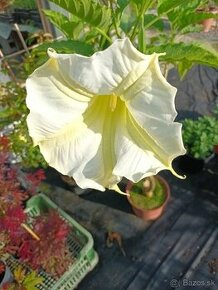 Anjelske truby - Brugmansia