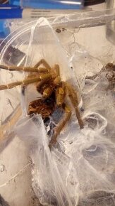 1.0 Pterinochilus murinus TCF adult