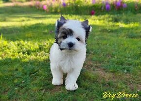 Yorkshire terrier - psík s PP(rodokmeňom)