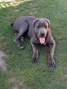 Cane corso