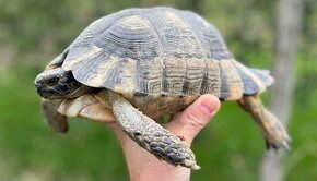 Korytnacka zltocierna - testudo marginata