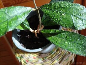 Hoya fynlaisonii