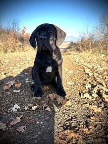 Fenka Cane Corso s pp FCI