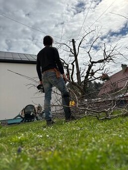 Orezavanie ovocných  stromov Žilina a okolie - 1