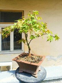 Bonsai bonsaj