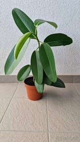 Ficus Elastica longifolia / Fikus / Gumovník S