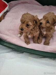 Maltipoo mini