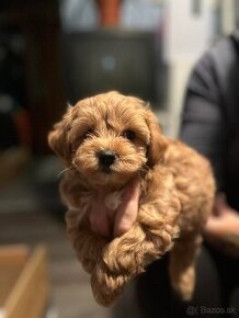 Maltipoo mini