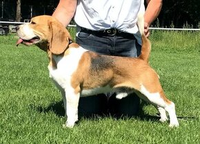 bígel beagle bigl FCI - krytie