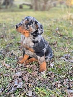 Beauceron/boseron