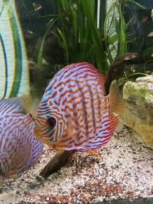 discus tercovec