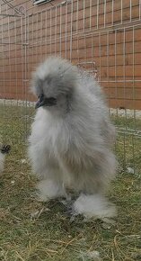 Usa hodvabnicka, araucana divokosfarbena , araucana levanduľ