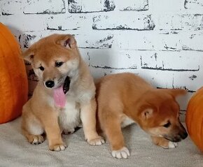 Shiba inu - 1