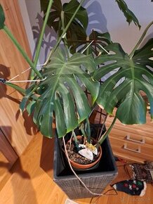 Monstera Deliciosa