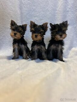 Yorkshire terrier, mini york, jorkšírsky teriér - 1