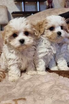 Maltipoo Mini