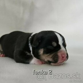 American bully pocket-standard