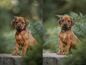 Rhodesian ridgeback šteniatka s PP