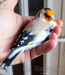 Stehlík pestrý - veľký sibírsky (Carduelis c. major) - 1