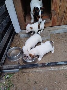 Predám Jack russel terier