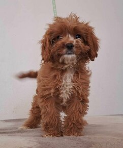 cavapoo f1 pudel x cavalier