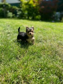 Mini yorkshire