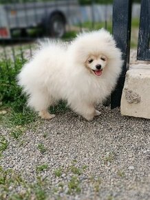 Pomeranian - 1