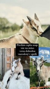 Predám capka - 1