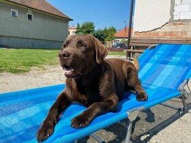 Labrador na krytie