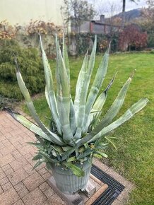 Agáva americká (Agave americana) - výška 150 cm