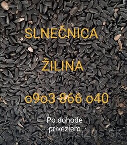 Slnečnica čierna Žilina