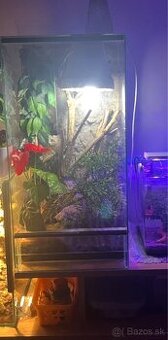 2xpagekon+terrarium