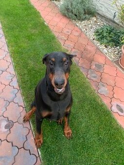 Doberman šteniatka - 1