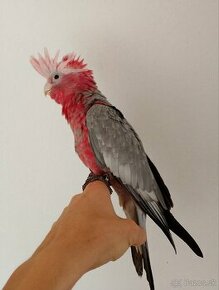 krotky Kakadu ružový