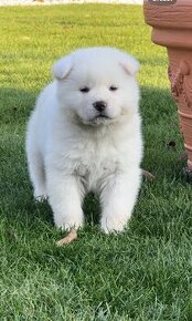 Akita inu šteniatka