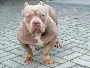 American bully pocket,krytie