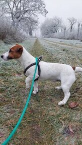 Predam psíka Jack russell terier 8.mesačný