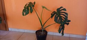 monstera, výška kvetu vrátane črepníka 75cm