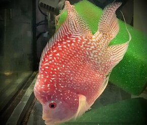 Flowerhorn Fireman s dream 1 - 1