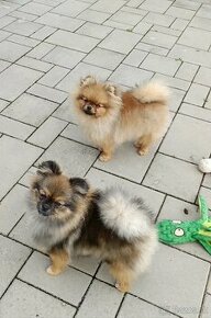 Nemecký špic trpasličí/pomeranian