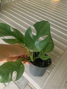 monstera minima - 1