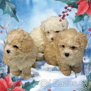 Maltipoo