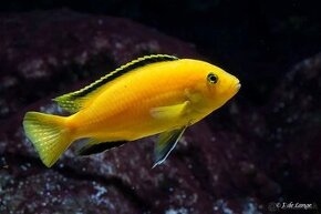 Malawi cichlidy labidochromis yellow