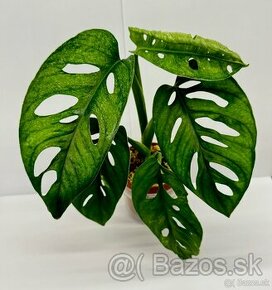 Monstera Adansonii Mint - 1