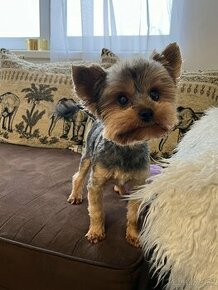 Yorkshire terrier