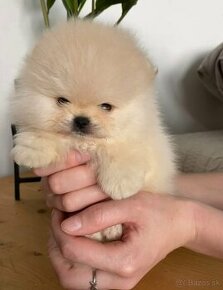 Pomeranian mini Boo