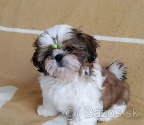 Shi-tzu