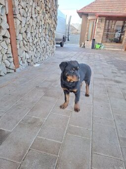 Préda rottweiler 3 mesacne100eur sucka