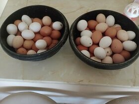 Domáce vajcia
