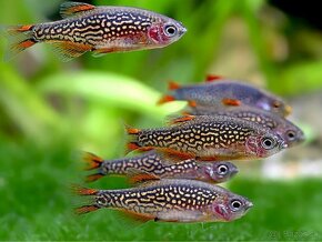 Razbora galaxy ( danio margaritatus)